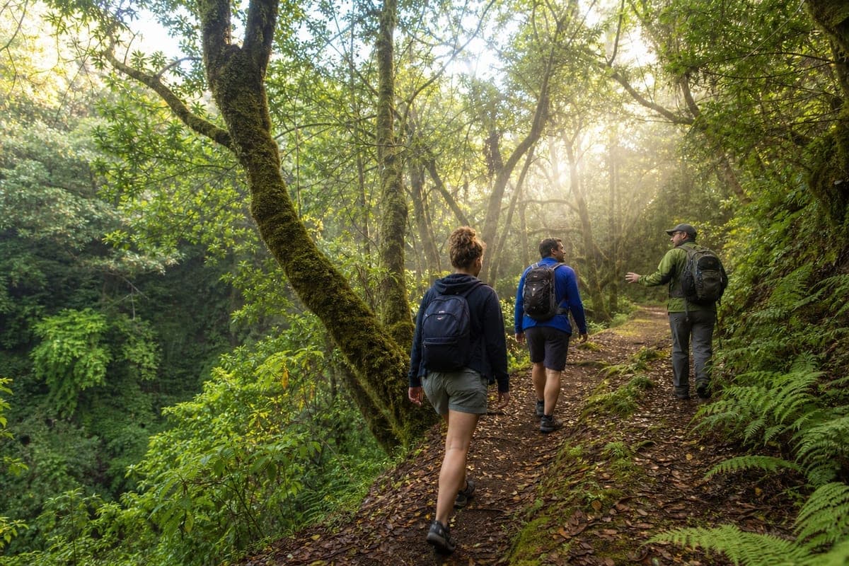 Guided hikers following a laurel forest trail in Tenerife's Anaga mountains
