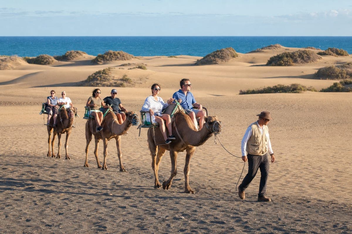 Guided camel caravan crossing the Maspalomas dunes beside the Atlantic